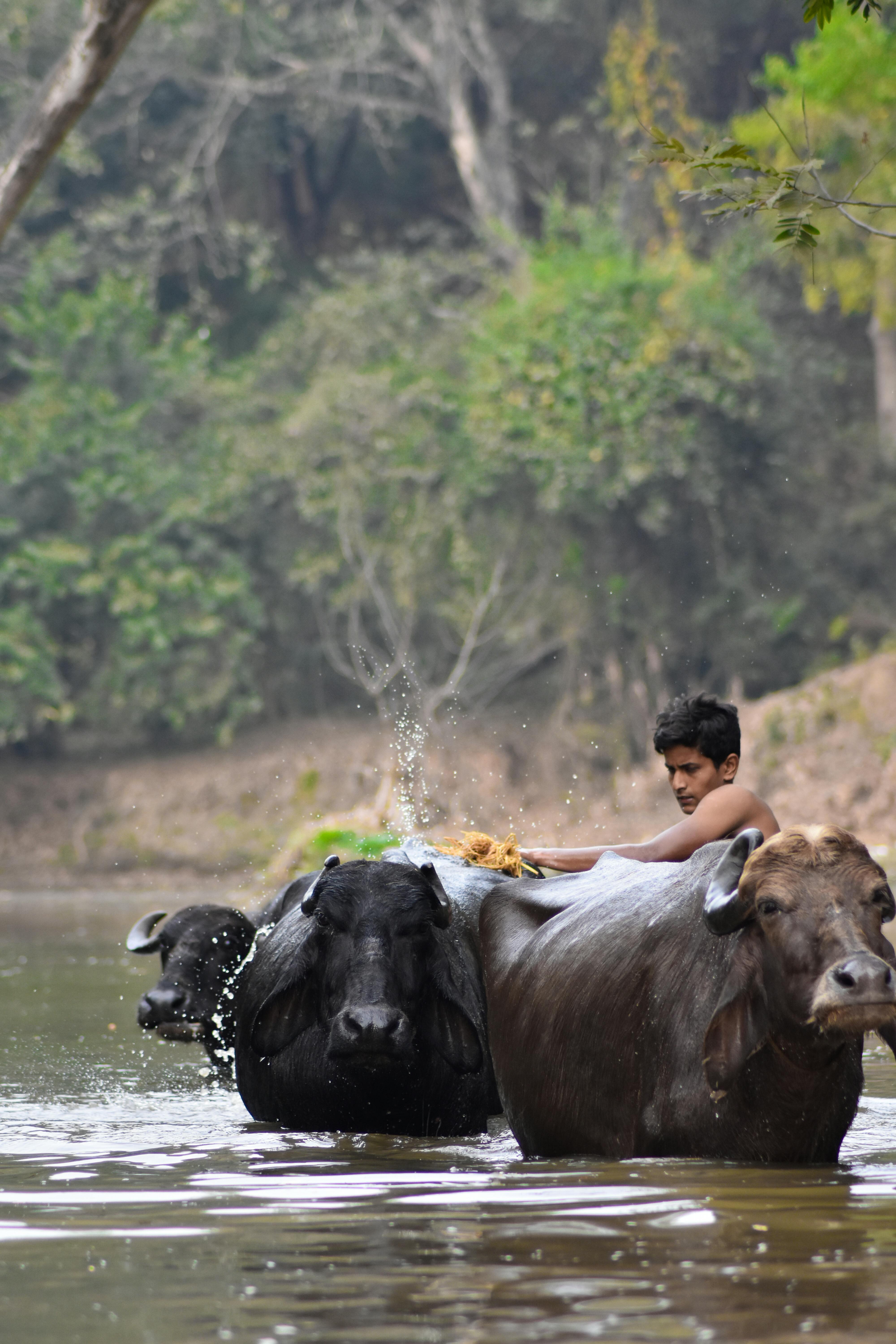 Van Gujjars Buffaloes